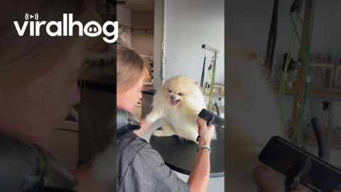 Pomeranian Angry At Groomer's Dryer || ViralHog