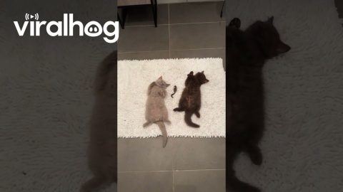Kittens Rest After a Long Day of Mischief || ViralHog