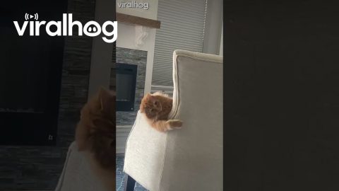 Orange Cat Goes Wild On Armchair || ViralHog