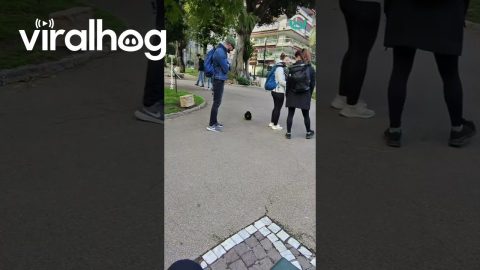 Tiny Puppy Does Zoomies Around People || ViralHog