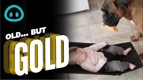 Boxer And Baby Are Best Buds || ViralHog