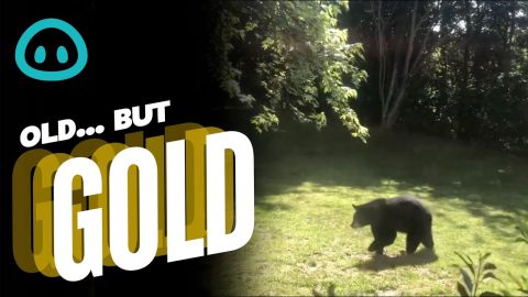 Black Bear vs Grizzly Bear || ViralHog