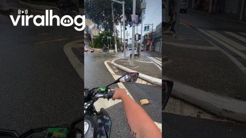 Dog Slips Into Man On Rainy Street || ViralHog