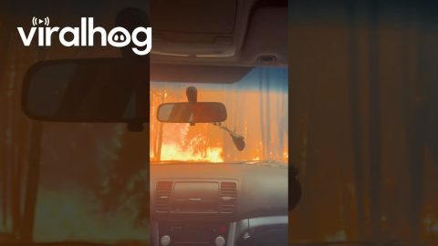 Family Escapes Wildfire in Santa Jauna, Chile || ViralHog