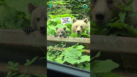 Proud Momma Bear Shows Off Her Cubs || ViralHog
