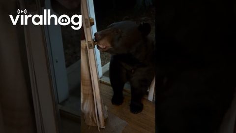 Black Bear Closes Door With Mouth || ViralHog