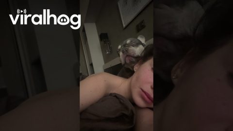 Dog Licks His Chops At Start Of Day || ViralHog