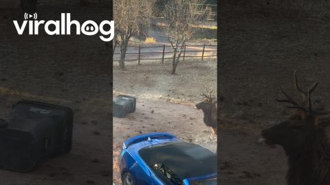 Elk Tries to Attack Car || ViralHog