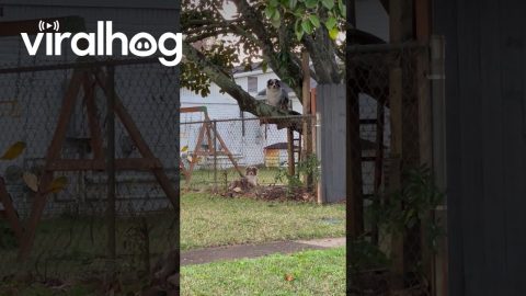 Memphis the Tree-Climbing Dog || ViralHog