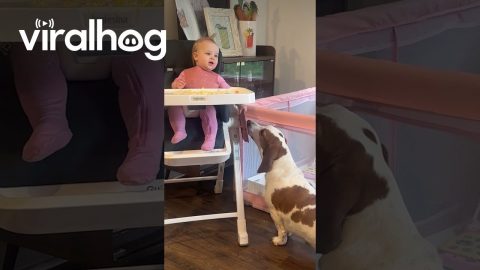 Girl Shares Dinner With Basset Hound || ViralHog