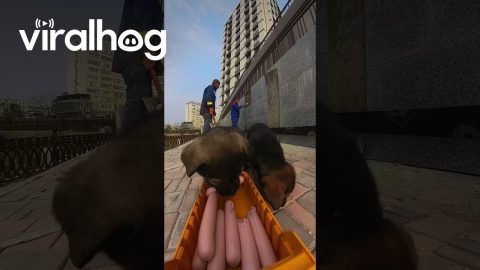 Workers Feed Puppies With Toy Truck || ViralHog