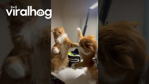 Orange Cats Bat At Each Other In Playful Scrap || ViralHog