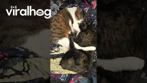 Cat Massages Friend's Squishy Belly || ViralHog