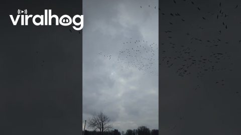 Flock Of Sandhill Cranes Fly Above Indiana Home || ViralHog