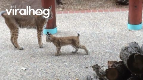 Bobcat Family Visits New Mexico Home || ViralHog