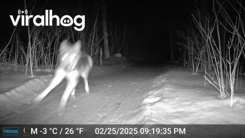 Wolf Plays With Trail Camera || ViralHog
