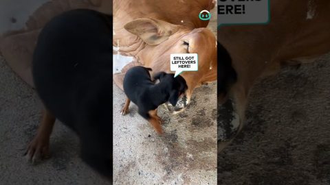 Little Puppy Loves On Wrinkly Cow || ViralHog