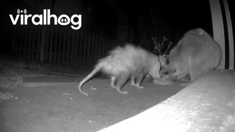 Raccoon and Opossum Share Midnight Snacks || ViralHog