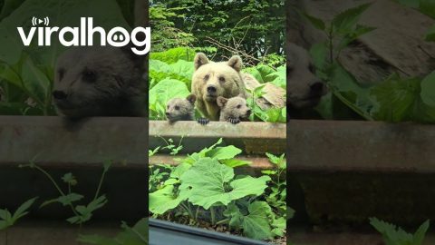 Momma Bear and Two Cubs Spotted by Road || ViralHog