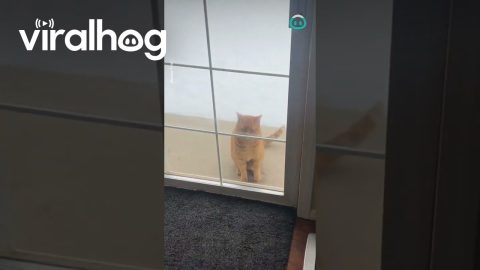 Jumping Cat Wants To Be Let In The House || ViralHog