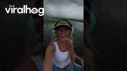 Man Jumps Into Water To Capture Baby Alligator || ViralHog