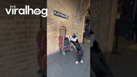 Border Collie Poses At Platform 9 3/4 || ViralHog