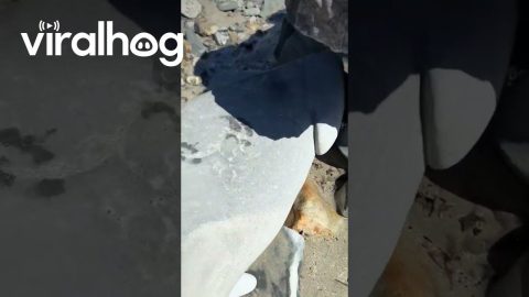 Suspicious-Looking Rock Found on Beach || ViralHog