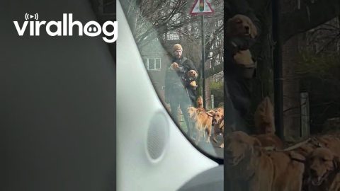 Man Casually Walks Pack Of Golden Retrievers || ViralHog