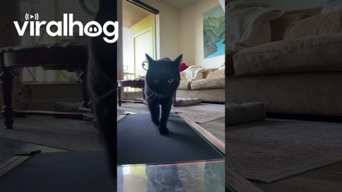 Black Cat Struts On Treadmill || ViralHog