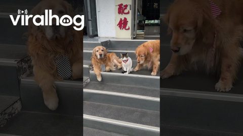 Handsome Cat Has Photoshoot With Dapper Golden Retrievers || ViralHog
