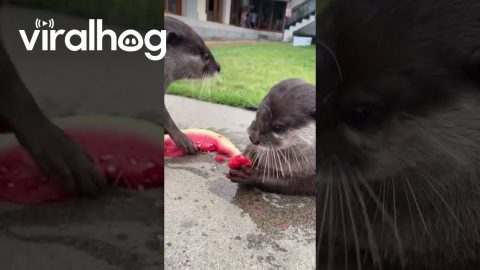 Otters Messily Eat Watermelon || ViralHog