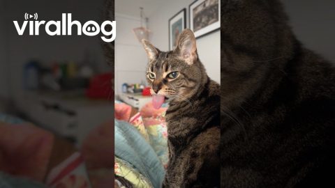 Mimi Makes the Biggest Bleps || ViralHog