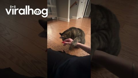 Cat Politely Asks For More Pets || ViralHog
