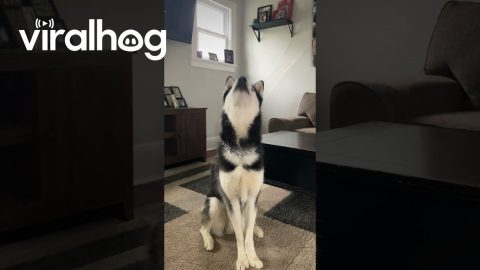 Husky Howls At Petting Request || ViralHog