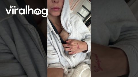 Chihuahua Wants To Sleep In Shirt || ViralHog
