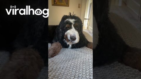 Dog Curls Lip While On Bed || ViralHog