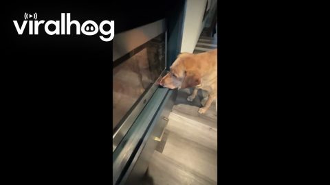 Labrador Retriever Impatiently Waits For Snack || ViralHog