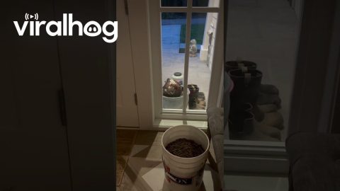 Bird Lays Egg Outside Home || ViralHog