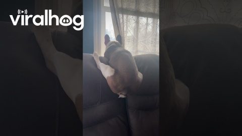 Louie Has a Funny Way of Staring Out the Window || ViralHog