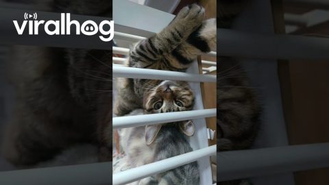 Two Cats Stretch Out Belly-Up || ViralHog