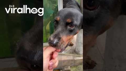 Pup Tries To Eat Entire Popsicle || ViralHog