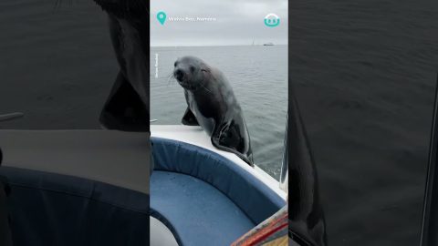 I'm On A Boat, Seal And Pelican Invade Boat || ViralHog