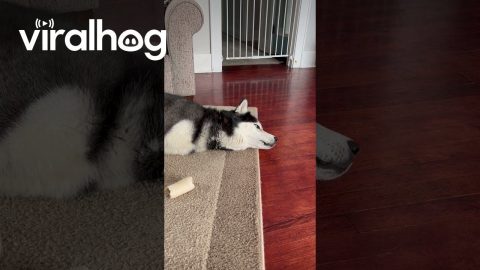 Bored Husky Has A Lot To Say || ViralHog