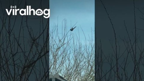 Thin Branch Bends Under Squirrel's Weight || ViralHog