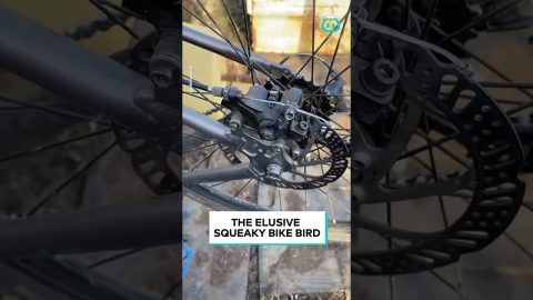 Bird Song Copies Sound Of Squeaky Bike Wheel || ViralHog