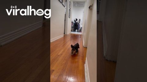 Little Dachshund Tries To Keep Up With Zoomies || ViralHog