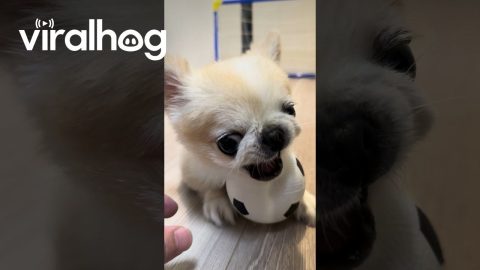 Puppy Is Protective Of Soccer Ball || ViralHog