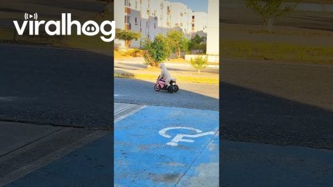 Puppy Rides on Three Wheeler || ViralHog