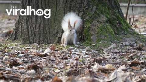 Squirrel With A White Tail In A Polish Urban Park || ViralHog