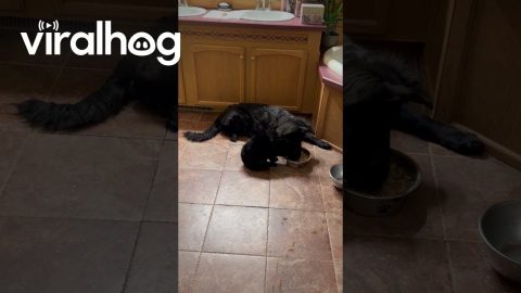Void Cat and Void Dog Share Dinner || ViralHog